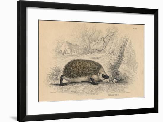 Hedgehog (Erinaceus Europea), 1828-null-Framed Giclee Print