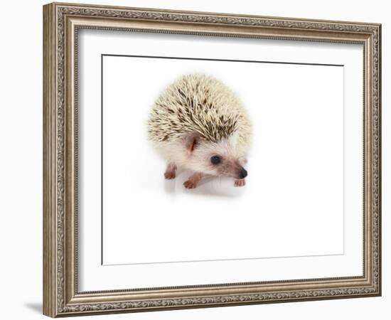 Hedgehog Isolated-Pongphan Ruengchai-Framed Photographic Print