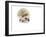 Hedgehog Isolated-Pongphan Ruengchai-Framed Photographic Print