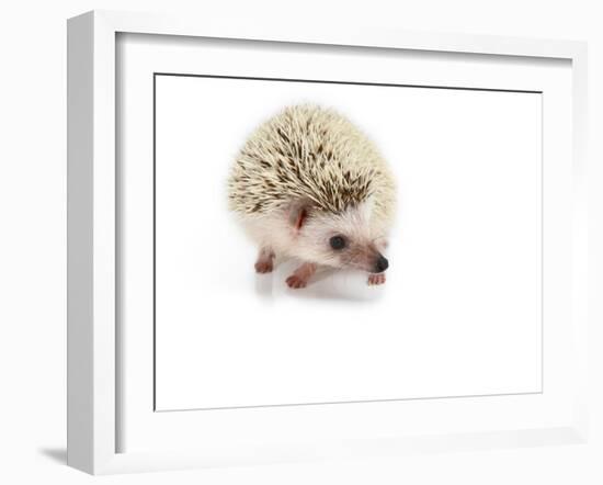 Hedgehog Isolated-Pongphan Ruengchai-Framed Photographic Print