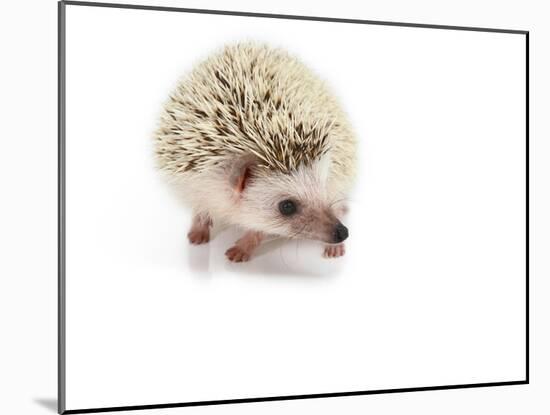 Hedgehog Isolated-Pongphan Ruengchai-Mounted Photographic Print