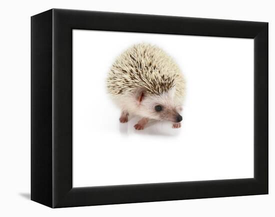 Hedgehog Isolated-Pongphan Ruengchai-Framed Premier Image Canvas