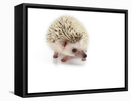 Hedgehog Isolated-Pongphan Ruengchai-Framed Premier Image Canvas