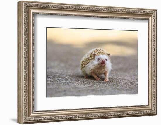 Hedgehog. Koh Samui, Thailand-Stuart Westmorland-Framed Photographic Print