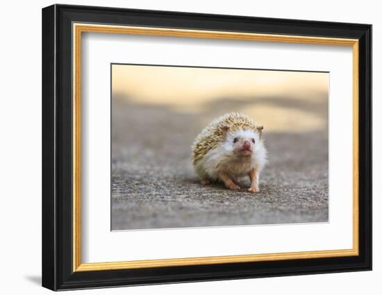 Hedgehog. Koh Samui, Thailand-Stuart Westmorland-Framed Photographic Print