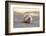 Hedgehog. Koh Samui, Thailand-Stuart Westmorland-Framed Photographic Print