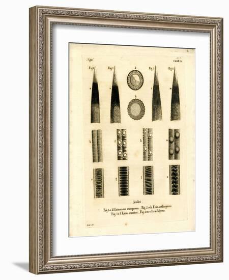 Hedgehog Prickles-null-Framed Giclee Print