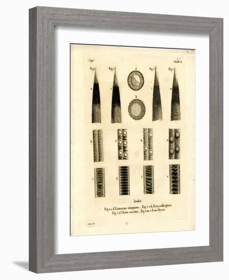 Hedgehog Prickles-null-Framed Giclee Print