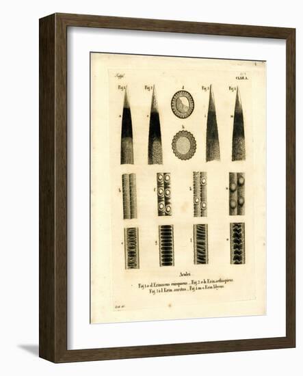 Hedgehog Prickles-null-Framed Giclee Print