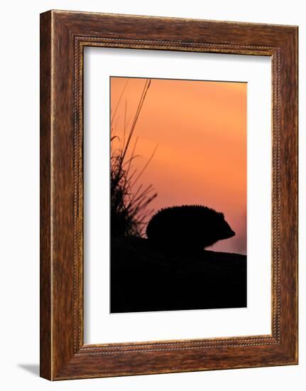 Hedgehog silhouetted at dusk, Scotland-Laurie Campbell-Framed Photographic Print