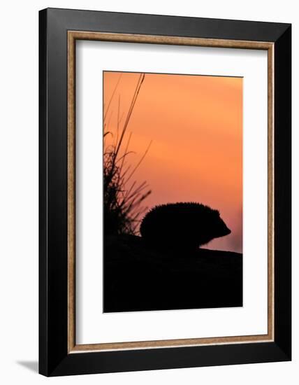 Hedgehog silhouetted at dusk, Scotland-Laurie Campbell-Framed Photographic Print