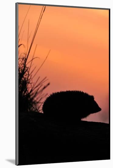 Hedgehog silhouetted at dusk, Scotland-Laurie Campbell-Mounted Photographic Print