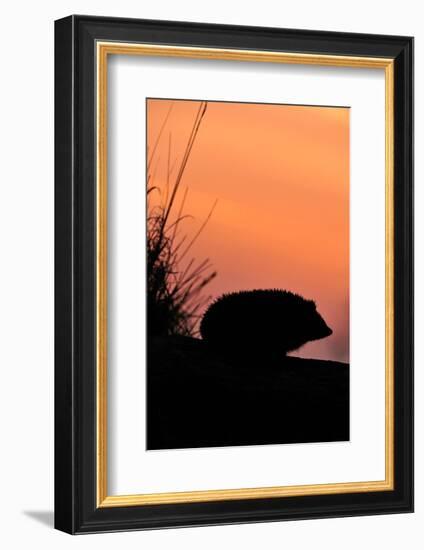 Hedgehog silhouetted at dusk, Scotland-Laurie Campbell-Framed Photographic Print