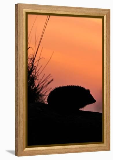 Hedgehog silhouetted at dusk, Scotland-Laurie Campbell-Framed Premier Image Canvas