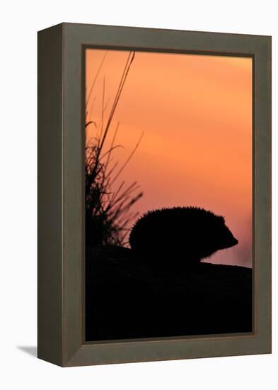 Hedgehog silhouetted at dusk, Scotland-Laurie Campbell-Framed Premier Image Canvas