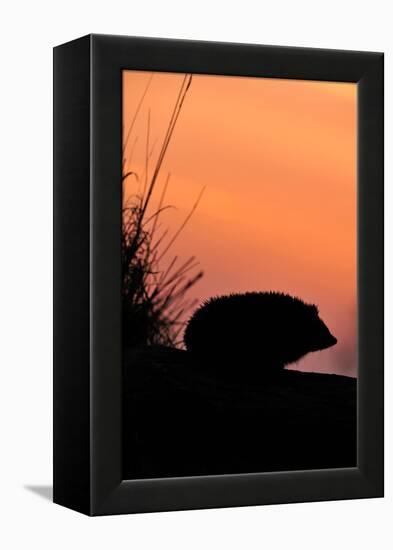 Hedgehog silhouetted at dusk, Scotland-Laurie Campbell-Framed Premier Image Canvas