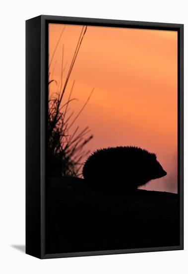 Hedgehog silhouetted at dusk, Scotland-Laurie Campbell-Framed Premier Image Canvas