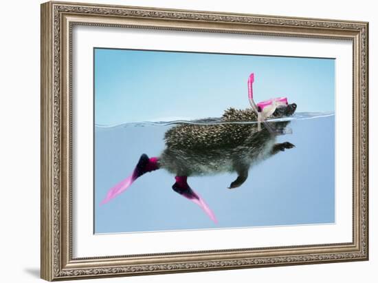 Hedgehog Swimming in Mask Snorkel and Flippers-null-Framed Photographic Print