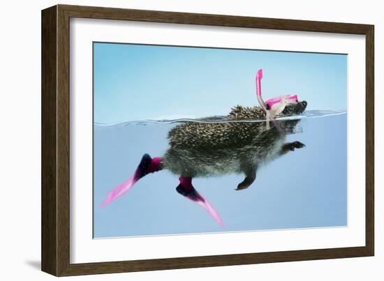 Hedgehog Swimming in Mask Snorkel and Flippers-null-Framed Photographic Print