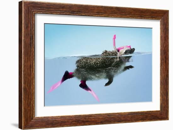 Hedgehog Swimming in Mask Snorkel and Flippers-null-Framed Photographic Print