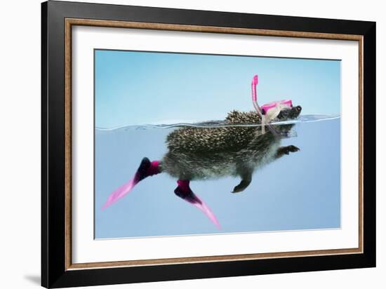 Hedgehog Swimming in Mask Snorkel and Flippers-null-Framed Photographic Print