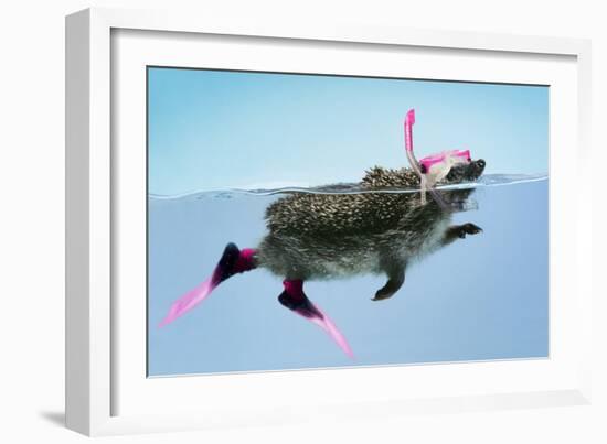 Hedgehog Swimming in Mask Snorkel and Flippers-null-Framed Photographic Print