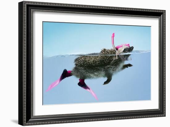 Hedgehog Swimming in Mask Snorkel and Flippers-null-Framed Photographic Print