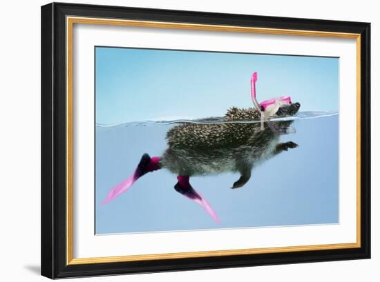 Hedgehog Swimming in Mask Snorkel and Flippers-null-Framed Photographic Print