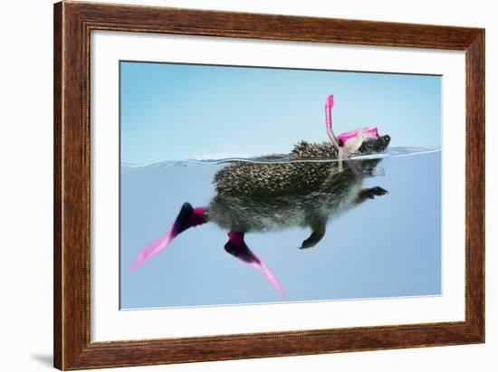 Hedgehog Swimming in Mask Snorkel and Flippers-null-Framed Photographic Print