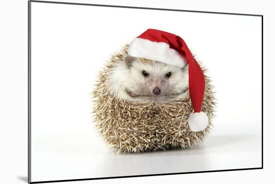 Hedgehog Wearing Christmas Hat-null-Mounted Photographic Print