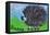 Hedgehog-Brenda Brin Booker-Framed Premier Image Canvas