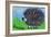 Hedgehog-Brenda Brin Booker-Framed Giclee Print