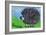 Hedgehog-Brenda Brin Booker-Framed Giclee Print