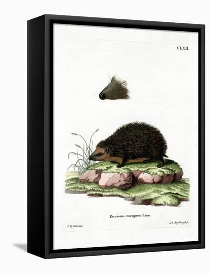 Hedgehog-null-Framed Premier Image Canvas