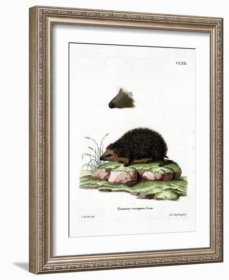 Hedgehog-null-Framed Giclee Print