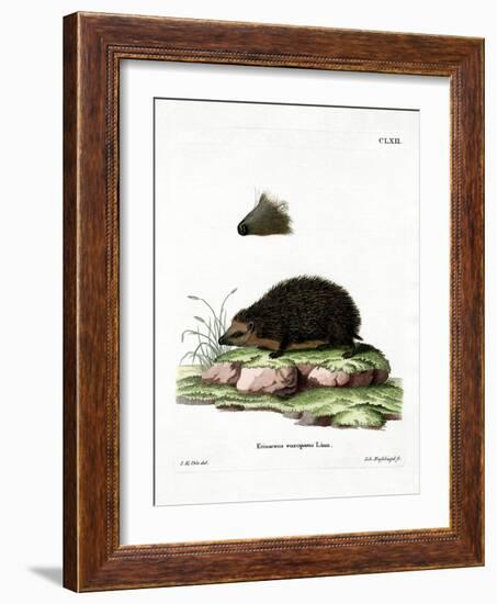 Hedgehog-null-Framed Giclee Print