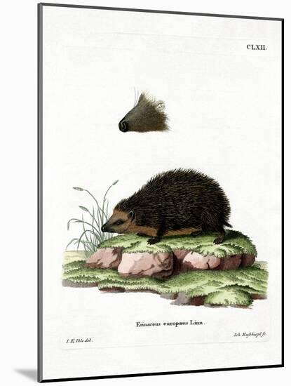 Hedgehog-null-Mounted Giclee Print