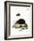 Hedgehog-null-Framed Giclee Print