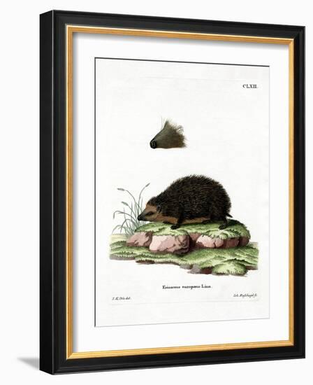 Hedgehog-null-Framed Giclee Print