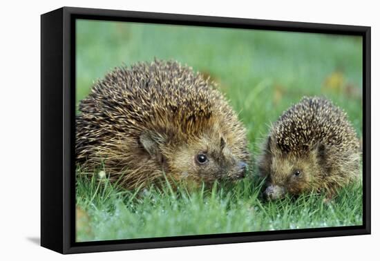 Hedgehogs Mother and Young in Grass-null-Framed Premier Image Canvas