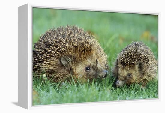 Hedgehogs Mother and Young in Grass-null-Framed Premier Image Canvas