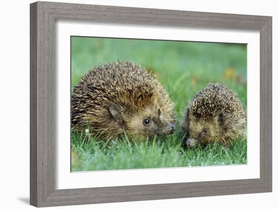 Hedgehogs Mother and Young in Grass-null-Framed Premium Photographic Print