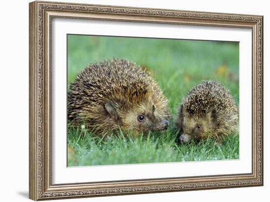 Hedgehogs Mother and Young in Grass-null-Framed Photographic Print