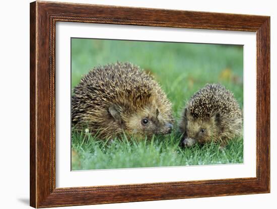 Hedgehogs Mother and Young in Grass-null-Framed Photographic Print