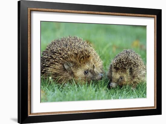 Hedgehogs Mother and Young in Grass-null-Framed Photographic Print