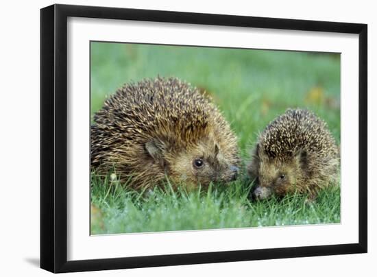 Hedgehogs Mother and Young in Grass-null-Framed Photographic Print