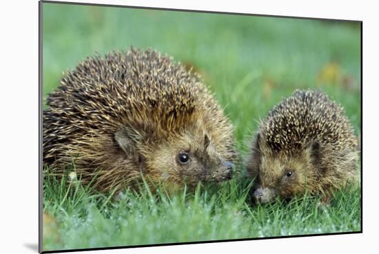 Hedgehogs Mother and Young in Grass-null-Mounted Photographic Print