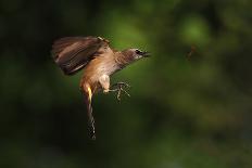 How to Eat Raw Worm-Hedianto Hs-Photographic Print