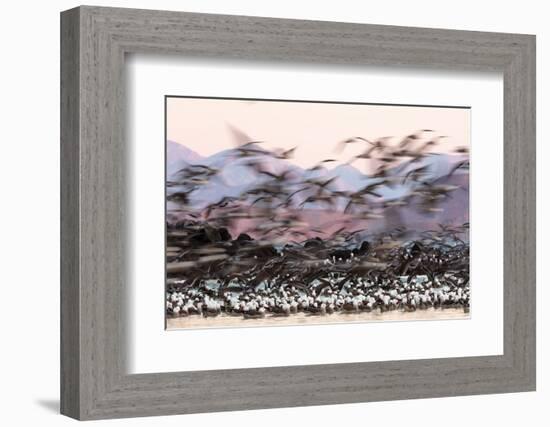 Heermann' gull breeding colony restless due to Peregrine falcons-Claudio Contreras-Framed Photographic Print