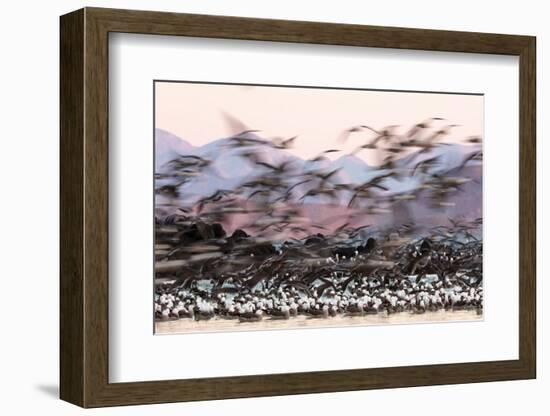 Heermann' gull breeding colony restless due to Peregrine falcons-Claudio Contreras-Framed Photographic Print